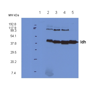 western blot detection using anti-Idh antibodies